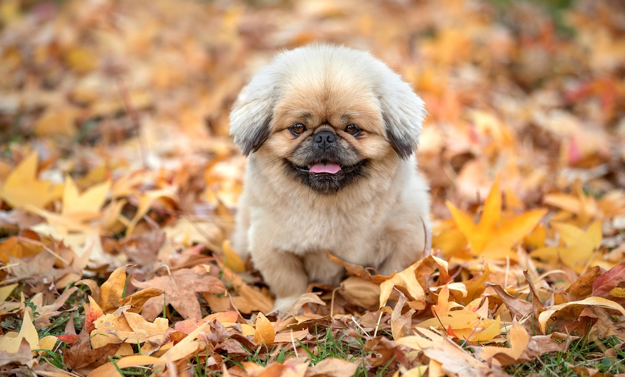 Advanced Dog Training – Image 4